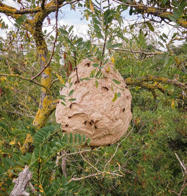 Nid de frelon Preuseville